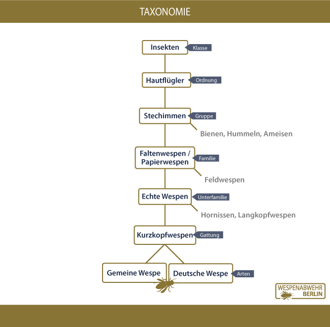 Wespen Taxonomie